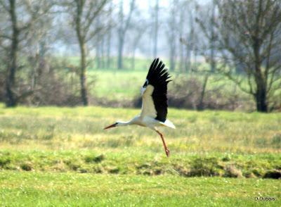 La Loire Atlantique l autre pays des cigognes