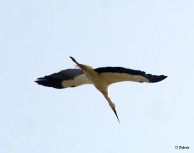 La Loire Atlantique l autre pays des cigognes