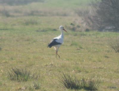La Loire Atlantique l autre pays des cigognes