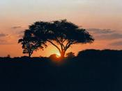 Afrique Wikipédia couac communication