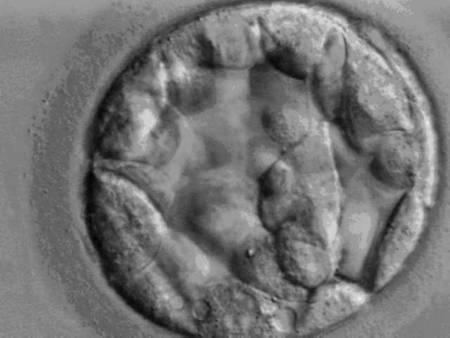 À cinq jours, en embryon est au stade blastocyste et ressemble à ça. C'est à ce stade que les cellules dont l'ADN est séquencé sont prélevées.