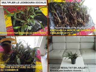 Ledebouria Socialis