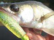 Sortie "sandres portion" Villerest