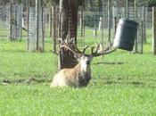 Photo jour vendredi juillet Bambi pays kiwis