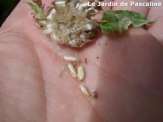 Ramassage graines de Centaurée