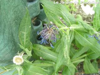 Ramassage graines de Centaurée
