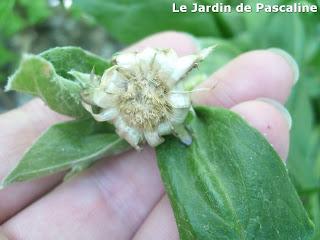 Ramassage graines de Centaurée