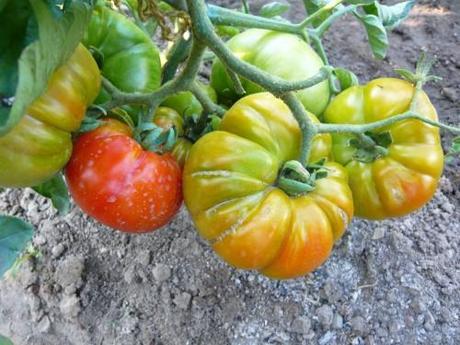 locavore, aliments de proximité, locavorisem, manger local, nimes, cervia, potager, bouzigues, fruits de mer