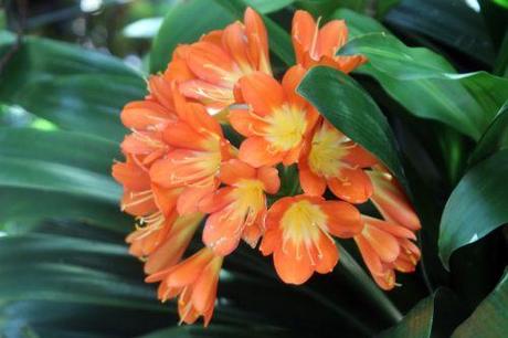 4a clivia romi 10 juillet 2013 001 (2).jpg