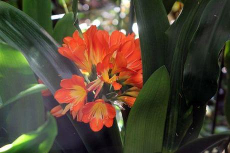 4b clivia romi 10 juillet 2013 001 (3).jpg