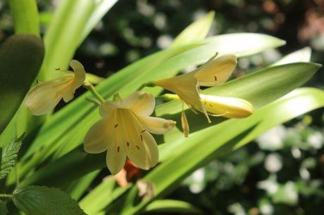 b clivia jaune romi 13 juillet 2013 002 (1).jpg