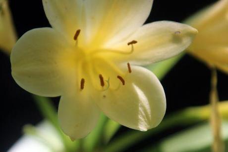 d clivia jaune romi 13 juillet 2013 002 (5).jpg