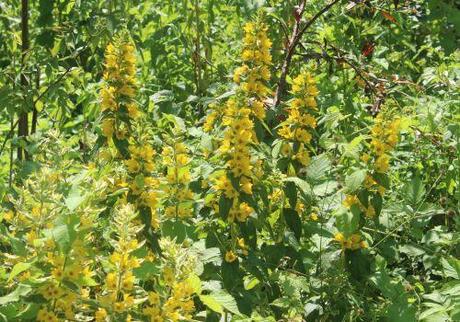 a lysimachia punctata romi 10 juillet 2013 009.jpg