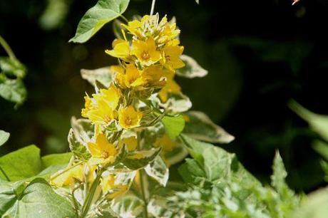 3 punctata alexander romi 5 juil  2010 023 (1).jpg