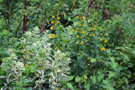 1 lysimaque romi 3 juillet 010 (2).jpg