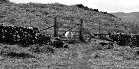 Typical sheep - Ecosse