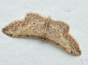 petit papillon nuit bords ailes surpiqués