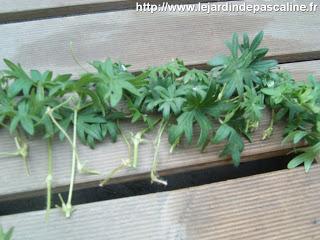 Tellement vivace : 3 façons de le multiplier...ou plus !