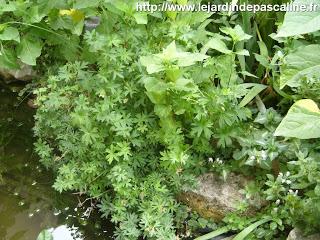 Tellement vivace : 3 façons de le multiplier...ou plus !