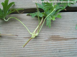 Tellement vivace : 3 façons de le multiplier...ou plus !