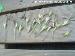 Tellement vivace : 3 façons de le multiplier...ou plus !