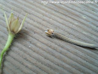 Tellement vivace : 3 façons de le multiplier...ou plus !