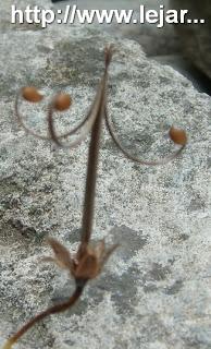 Tellement vivace : 3 façons de le multiplier...ou plus !