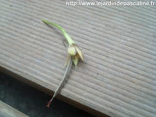 Tellement vivace : 3 façons de le multiplier...ou plus !