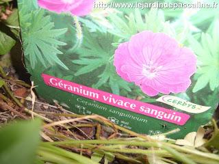 Tellement vivace : 3 façons de le multiplier...ou plus !