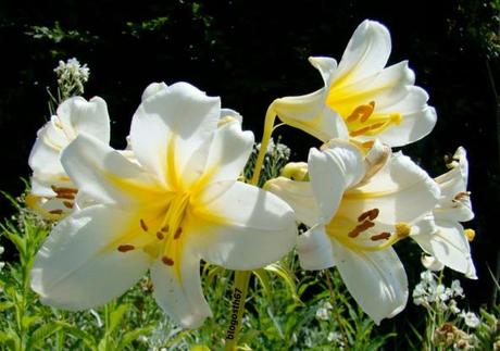 Jardins_Fruitiers_Laquenexy