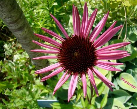 Jardins_Fruitiers_Laquenexy_5