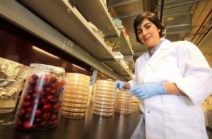 INFECTIONS URINAIRES et nosocomiales: Les cranberries au banc d'essai – The Canadian Journal of Microbiology