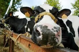 vache tombée du ciel1