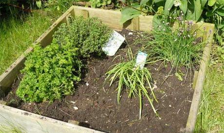 plantes aromatiques dans carré potager