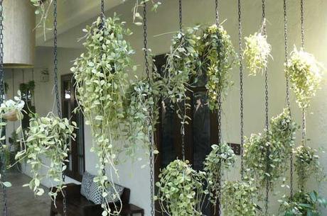 rideau de plantes tombantes pour balcon