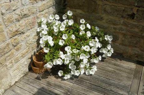 fleurs sur caillebottis