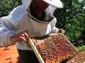 Enfin mesures protection abeilles