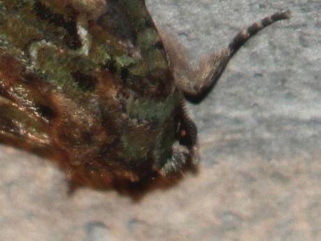 e papillon t veneux 17 juillet 2013 011.jpg