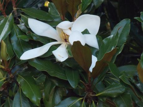 un monde où on est tous assis dans les arbres