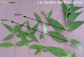 Bouturer le Budleia ...suite !