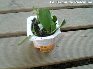 Bouturer le Budleia ...suite !