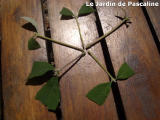 Bouturer le Budleia ...suite !