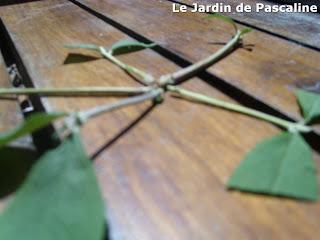 Bouturer le Budleia ...suite !