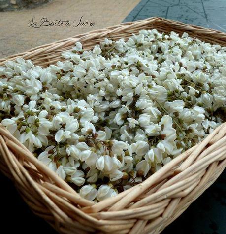 Fleurs d'acacia