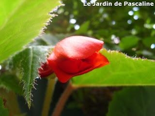 Bouture de bégonia bulbeux réussie !
