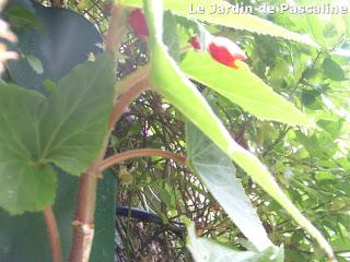 Bouture de bégonia bulbeux réussie !