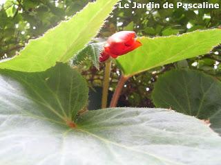 Bouture de bégonia bulbeux réussie !
