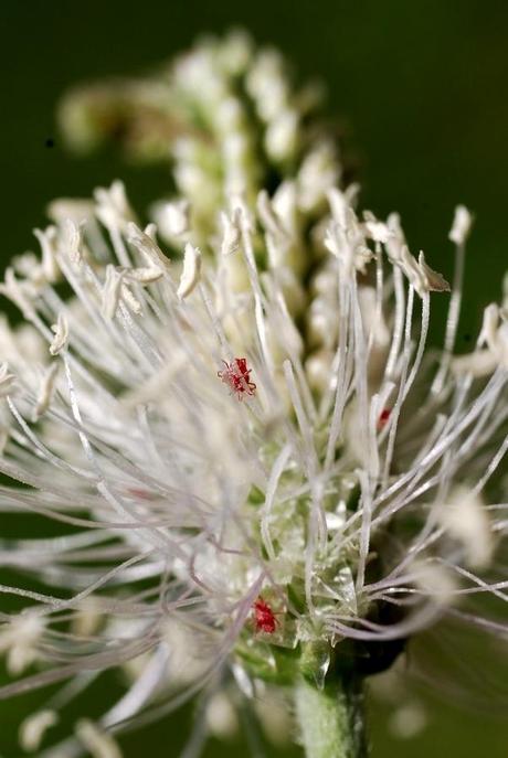 Graminée et aoûtats ou trombidions soyeux (?)
