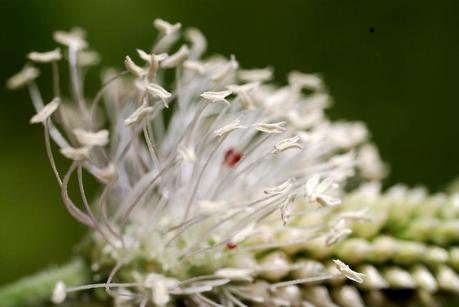 Graminée et aoûtats ou trombidions soyeux (?)