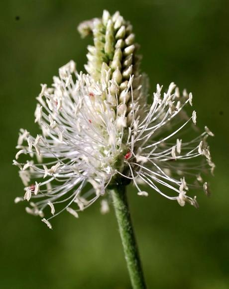 Graminée et aoûtats ou trombidions soyeux (?)